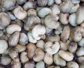 Cashew Nuts